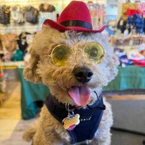 Akira the dog, BU Dental's Chief Morale Officer